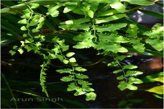 Lygodium microphyllum